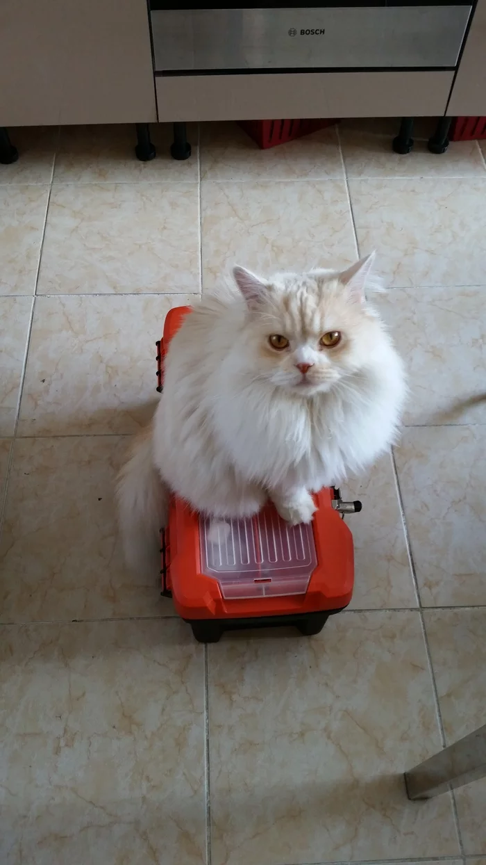 Open the toolbox, otherwise I have paws - My, cat, Paws, Tools