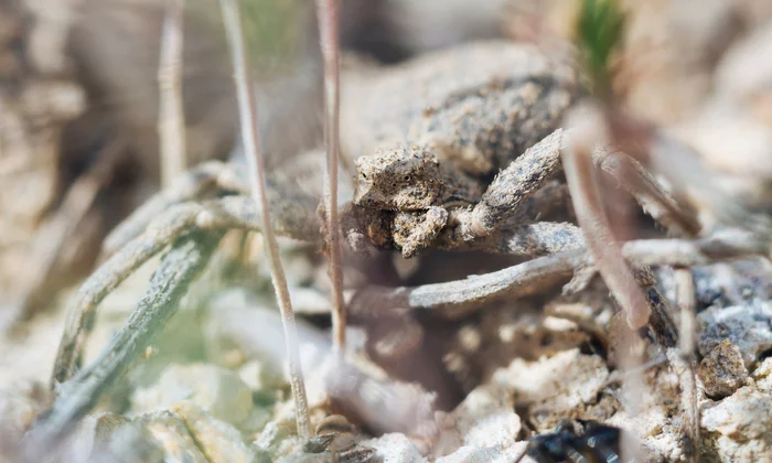 Master of disguise - My, Macro photography, Spider, Canon, Macro, Insects, Fearfully