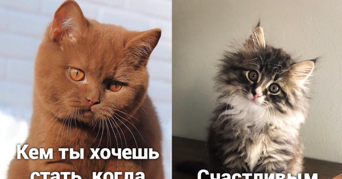 Кот вопрос. Котик вопросик. Котенок с вопросом. Вопросительный кот.