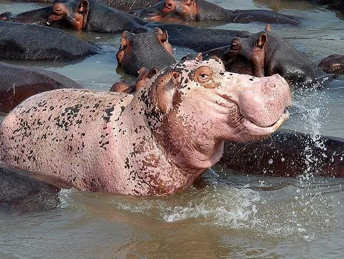 Why do hippos and zebras have pink milk? - hippopotamus, zebra, Milk, Animals, Yandex Zen, Longpost