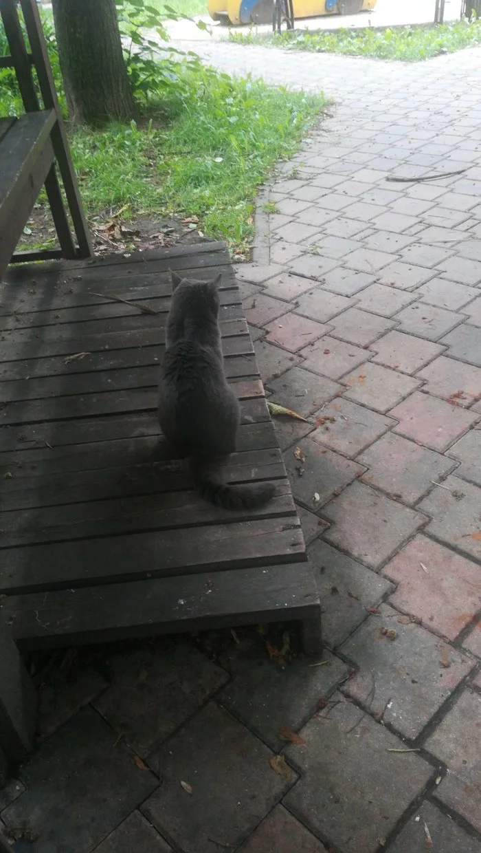 Lost cat. Minsk - No rating, cat, Found a cat, Lost, The strength of the Peekaboo, Longpost, Minsk