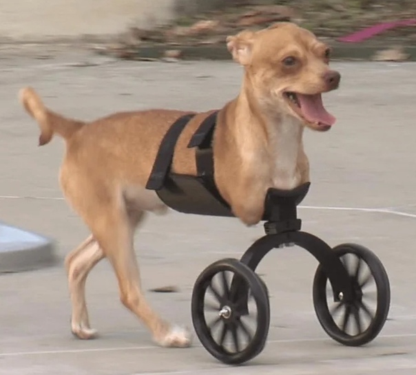 Mobility for animals - Prosthetics, Pets, Disabled person, Help, Longpost