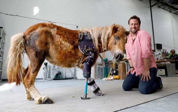 Mobility for animals - Prosthetics, Pets, Disabled person, Help, Longpost