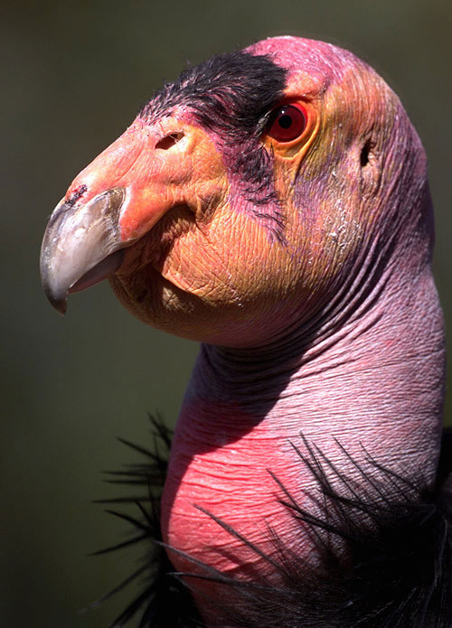 California condor - Condor, Vulture, Handsome men