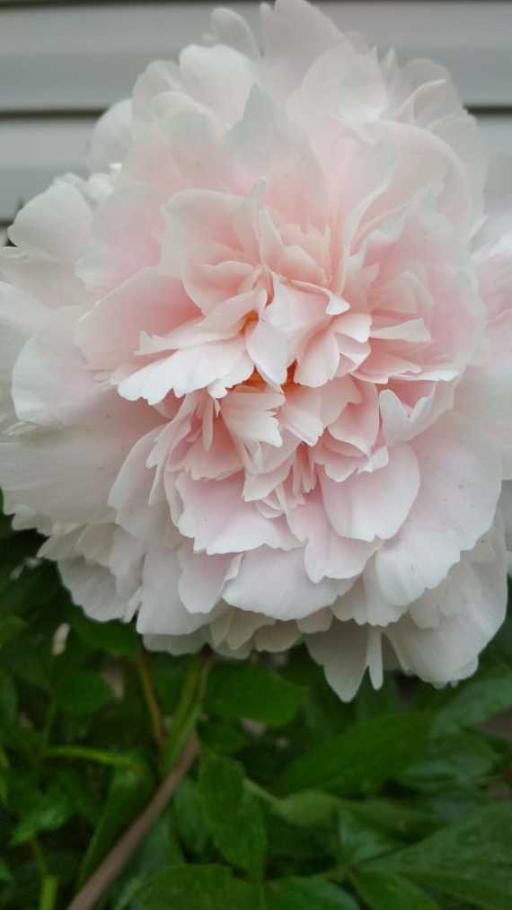 Mama sent some photos of flowers from the dacha - My, Flowers, Peonies, Chamomile, Dacha, Mobile photography, Longpost