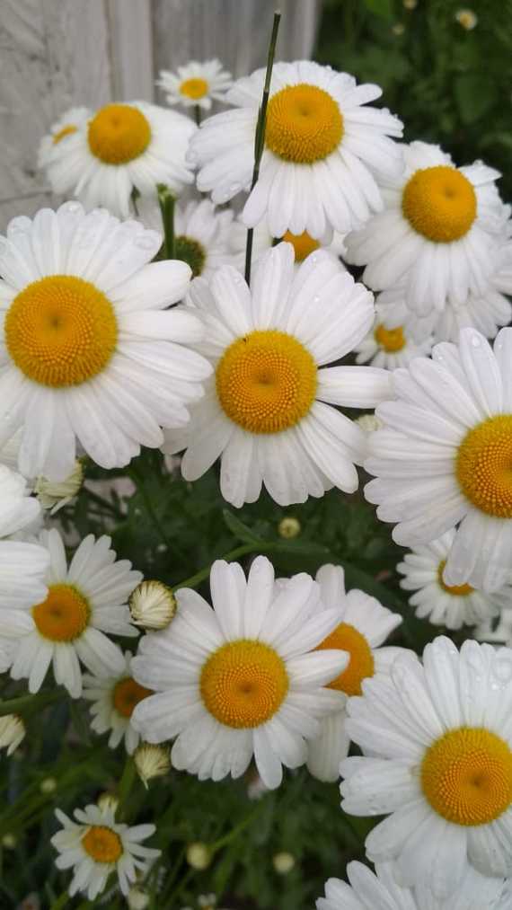 Mama sent some photos of flowers from the dacha - My, Flowers, Peonies, Chamomile, Dacha, Mobile photography, Longpost