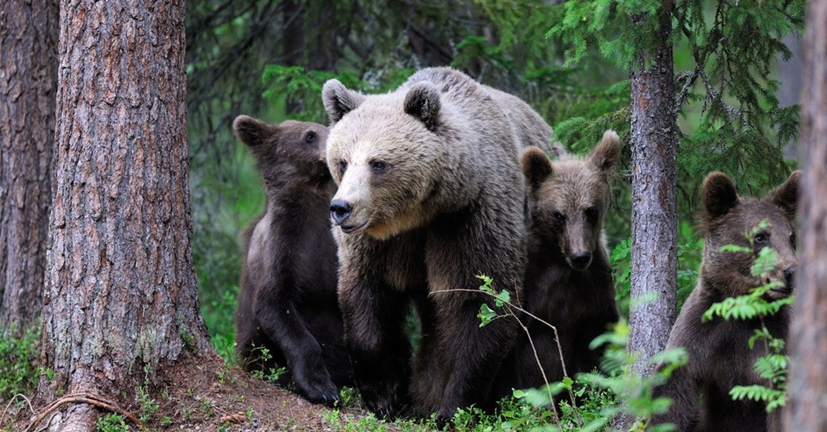 Канадская рысь бурый медведь лось. Бурый медведь в Финляндии. Ильменский заповедник бурый медведь. Бурый медведь в Карелии. Финский бурый медведь.