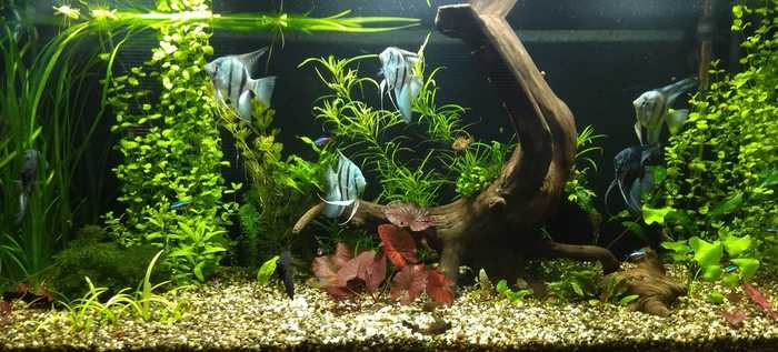 Олег Григоренко (аквамегаКлуб): просто захотелось показать свой аквариум