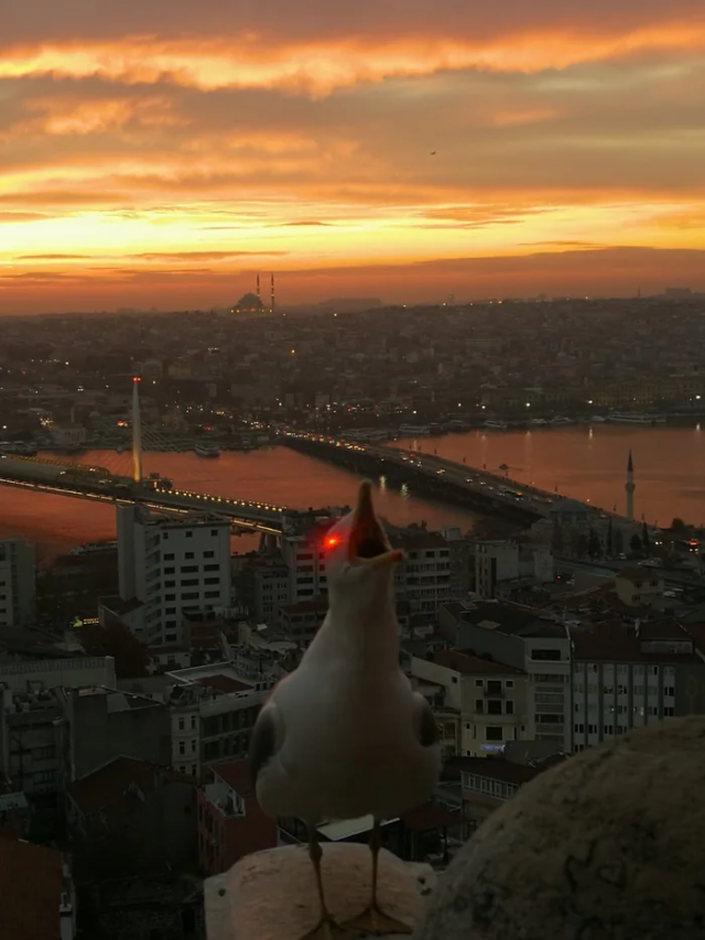 Chilling - Seagulls, Sunset, Istanbul