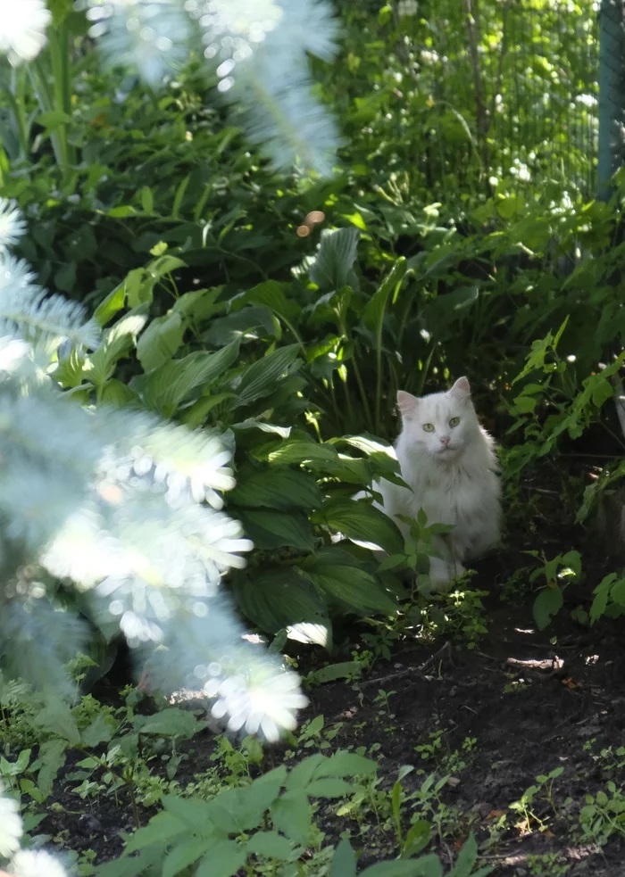 In the cool shade - My, cat, Summer, Heat, Shadow, Grass, Longpost