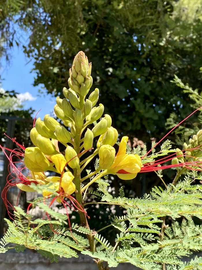 Summer flowers - My, Mobile photography, Athens, The photo, Flowers, Bumblebee, Summer, Longpost