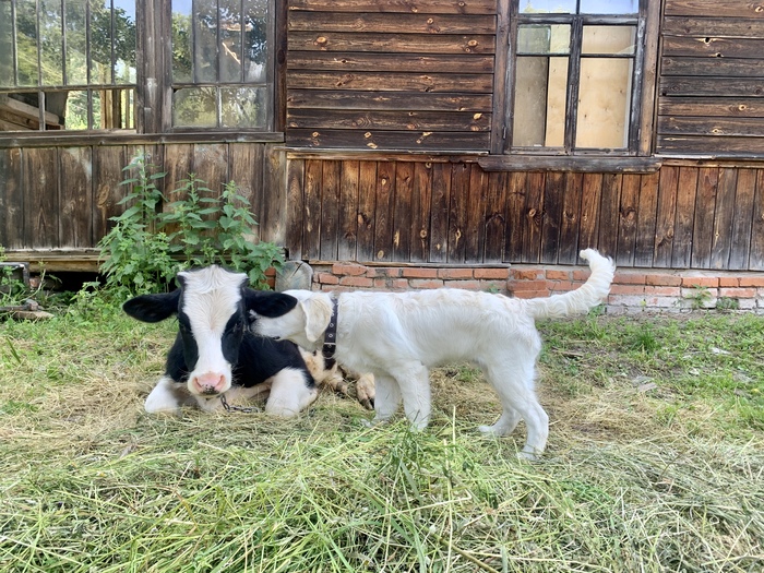 У животных свои секреты