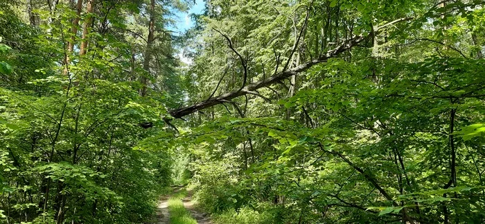 Traveling through the forests of the black earth region - My, Forest, Chernozemye, beauty, Nature, The nature of Russia, Longpost