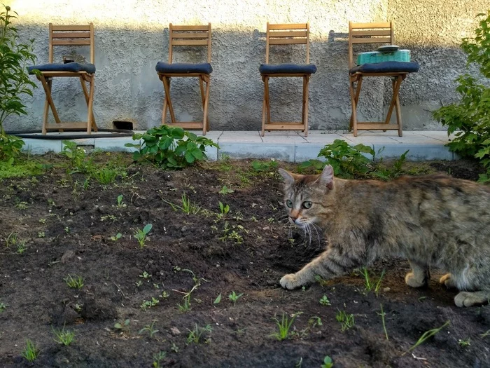 Should we occupy seats according to the tickets purchased? - My, cat, Garden