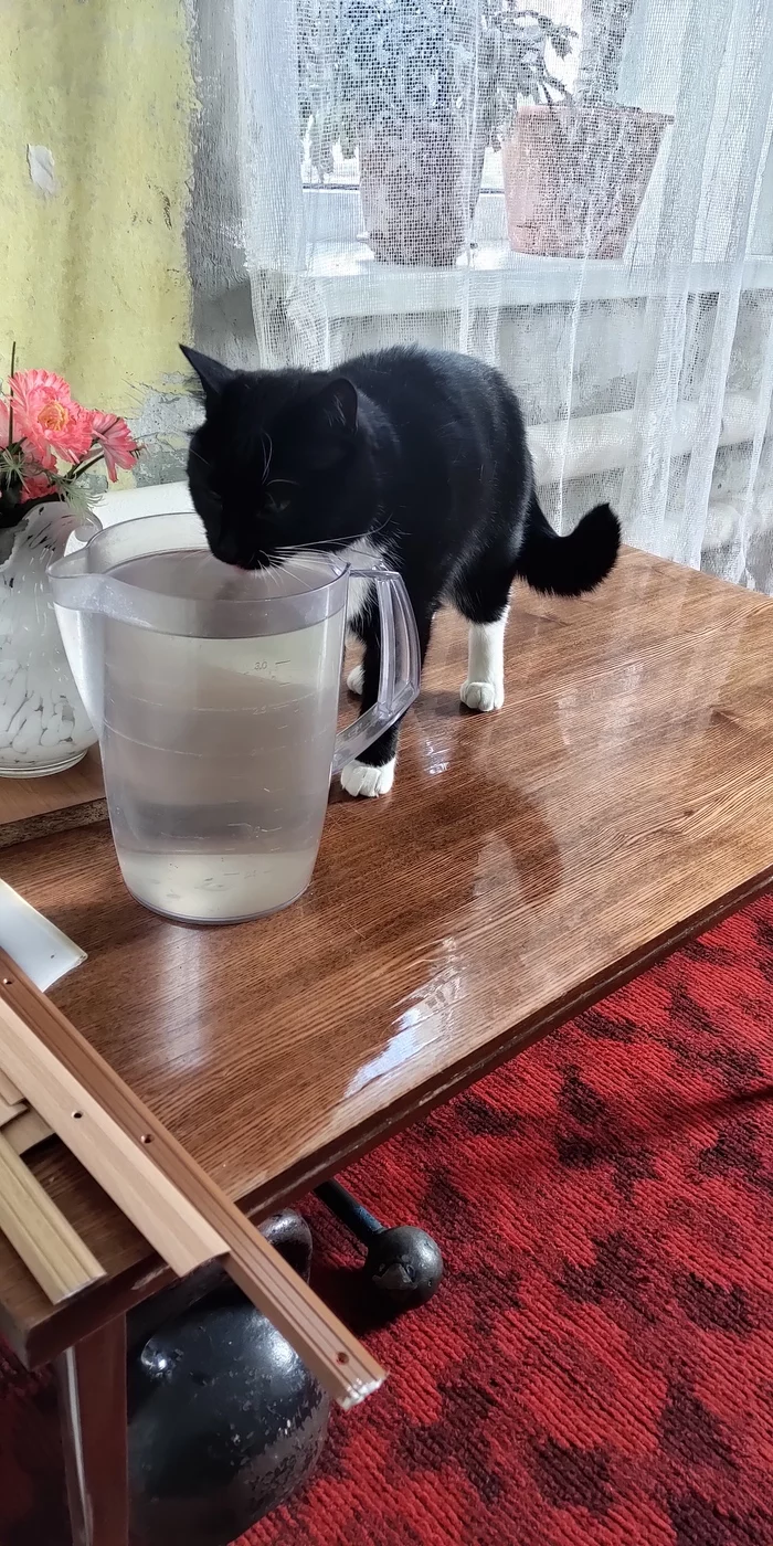 Don't let yourself dry out - My, cat, Thirst, Sushnyak