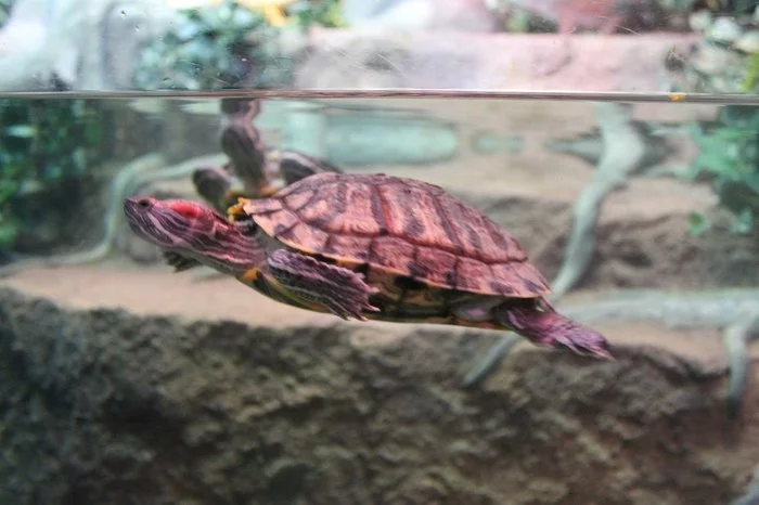 Sea turtle named Natasha)) - My, Turtle, Nature