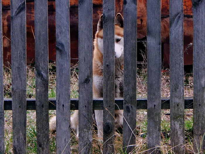 You've been noticed - My, Dog, Sight, Fence