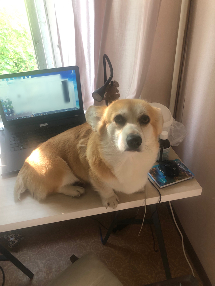 Хватит работать, гладь меня