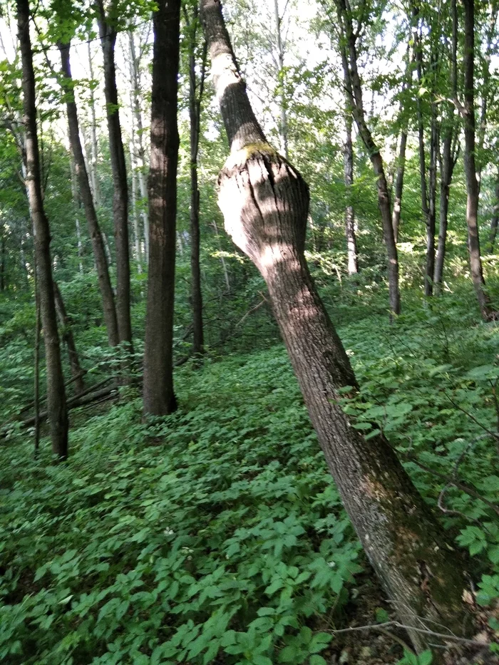 What happened to the tree? - My, Tree, What's this?, Longpost