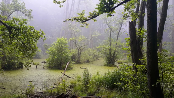 Mysterious - Swamp, The photo