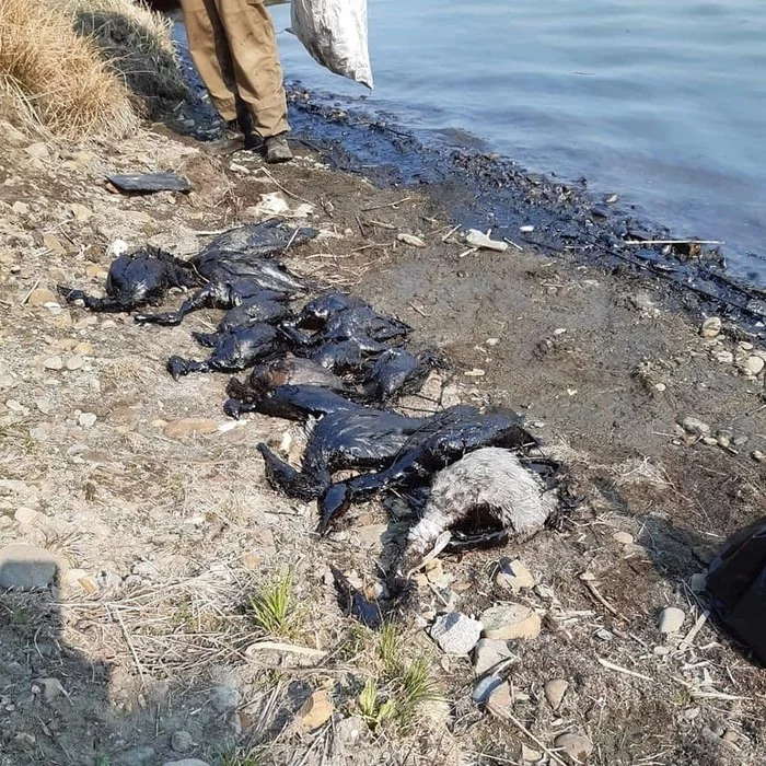 Oil spill in Nakhodka. Consequences ... - My, Primorsky Krai, Дальний Восток, Video, Environmental pollution, Ecology, Negative, Longpost, City Nakhodka