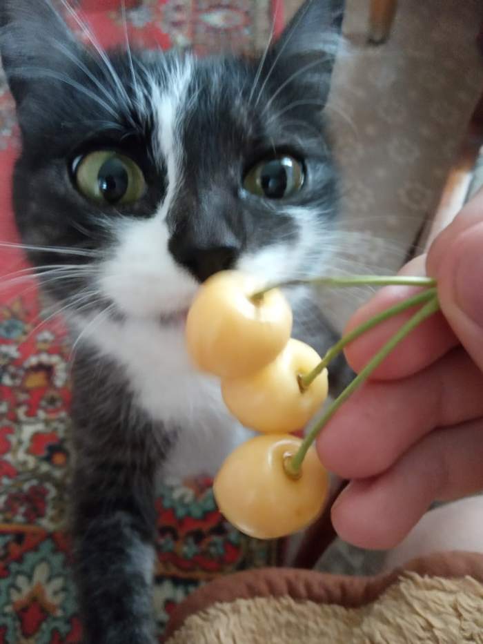 I have never seen so much interest in the eyes - My, cat, Cherries, Pets