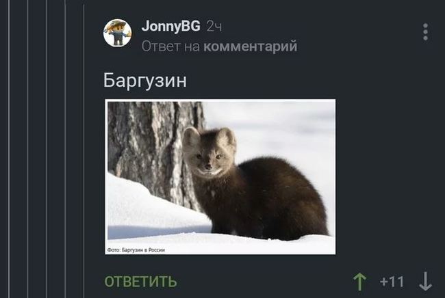 Ответ на пост «Пикабу познавательный» - Комментарии на Пикабу, Соболи, Баргузин, Заблуждение, Ответ на пост