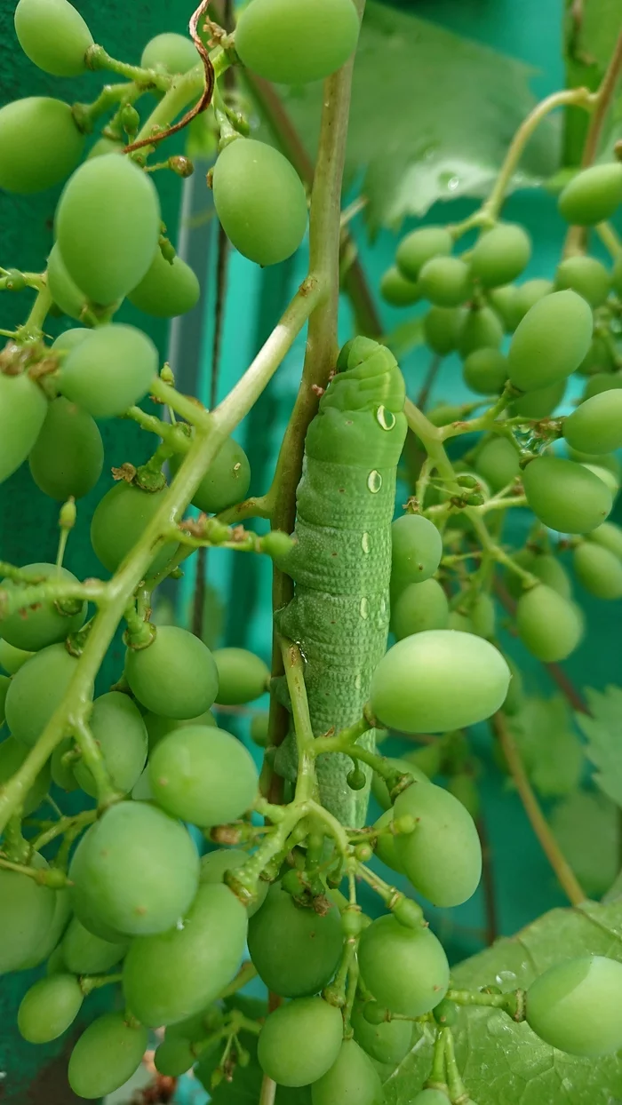 Caterpillar of a real pikebush - My, Caterpillar, Giants, Insects, Longpost