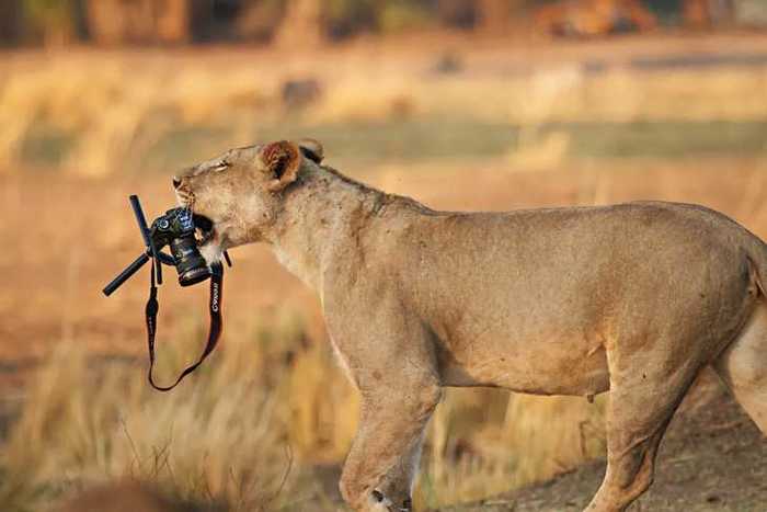 Tired of ... - Humor, Lioness, Paparazzi, Camera