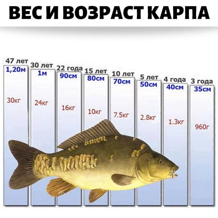 Some infographics for anglers - Fishing, A fish, Infographics, Weight, Age, Longpost