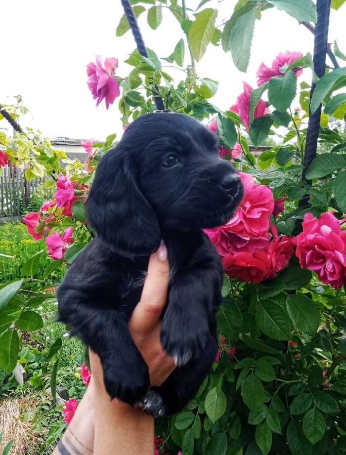 Wet nose to your feed))) - My, Milota, Puppies, Dog