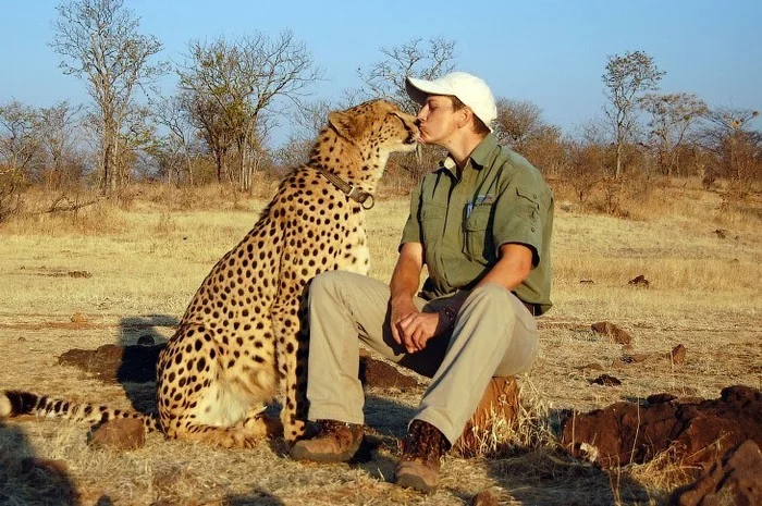 It's probably love - Cheetah, Love, Africa, Milota, The photo, Cat family, Small cats, Animals