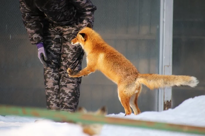 Give it, give it, give it! - Fox, Animals, Wild animals, The photo