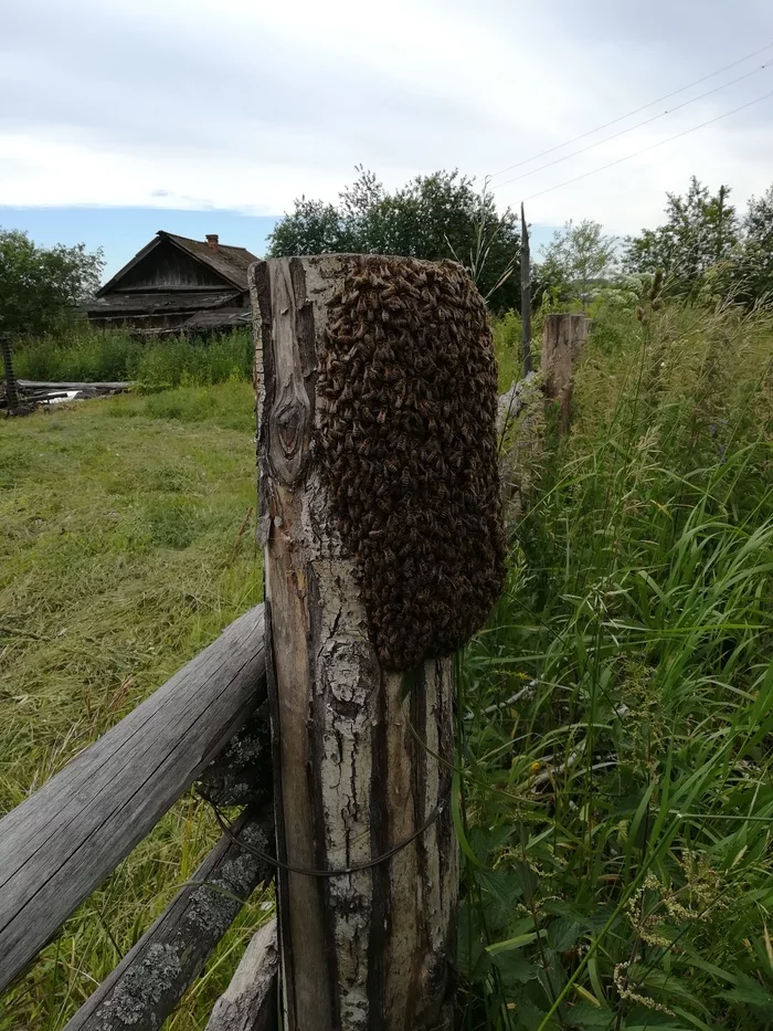 Пчелки в добрые руки - Моё, Рой, Пчелы