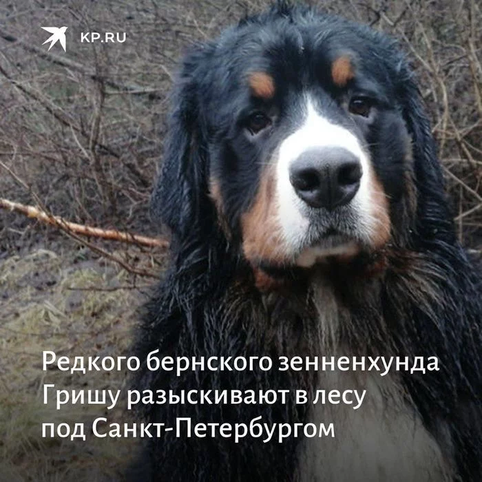 Rare Bernese Mountain dog Grisha is being sought in the forest near St. Petersburg - Dog, The dog is missing, Saint Petersburg, Animal shelter, Shelter, Longpost, No rating