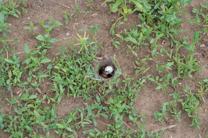 Паучок? | Пикабу