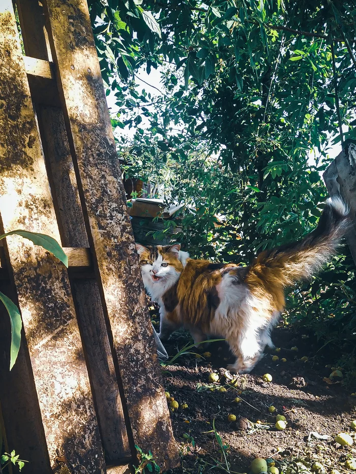 Village Kisa - cat, Village, Tricolor cat, My