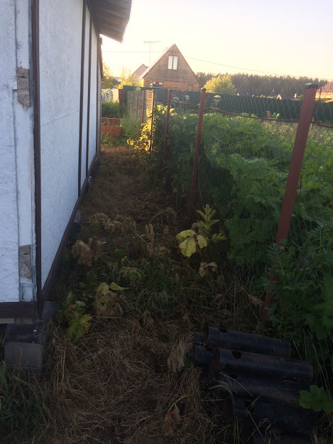 So, victory over the old hogweeds, but there are new ones - My, Hogweed, Earthlings vs. Hogweed, Longpost