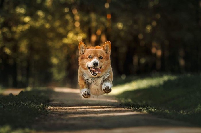 Единственный в России корги-полицейский ушёл на пенсию Собака, Полиция, Корги, Пенсия, Длиннопост