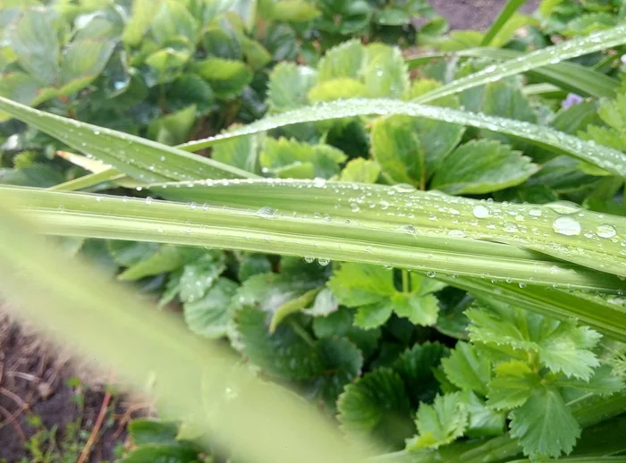 A bunch of photos... From the garden - My, The photo, Garden, Dew, Longpost