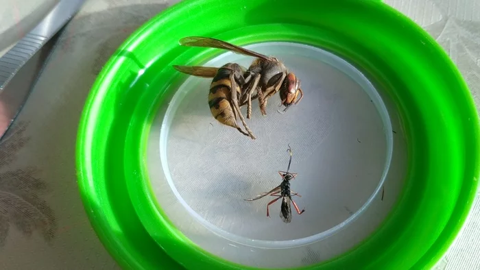 Why are the hornet and wasp dangerous? - My, Insects, Wasp, Hornet, Video