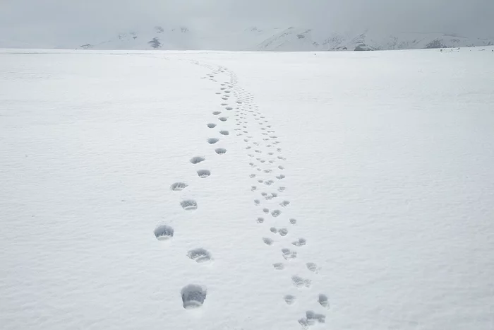 Whose footprints are next to the bear footprints? - The Bears, Brown bears, Young, Footprints, Spring, Kamchatka, , wildlife, Reserves and sanctuaries