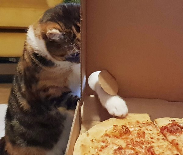 Well, where is Kote’s logic? The pizza won't fit anyway) - cat, Pizza, Theft, Logics