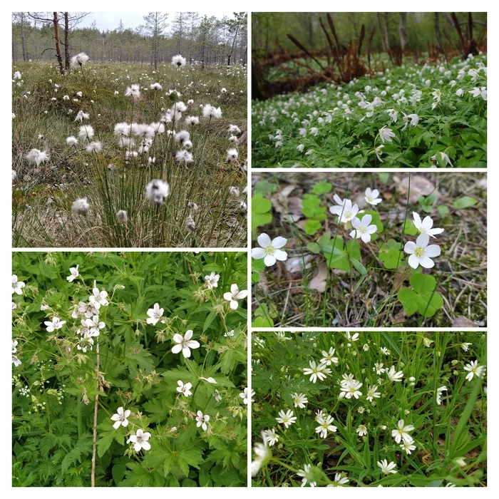 White, spring, blooming in clearings - snowdrops - My, Botany, Flowers, Forest, Snowdrops flowers, Spring, Summer, The photo, Longpost