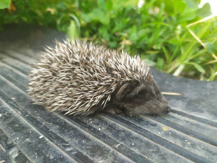 Uninvited guests - My, Hedgehog, Animals, The photo, Video, Longpost