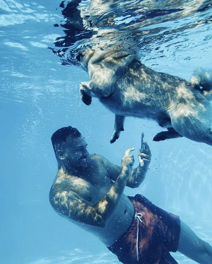 In warm water - Pug, Swimming pool, Summer