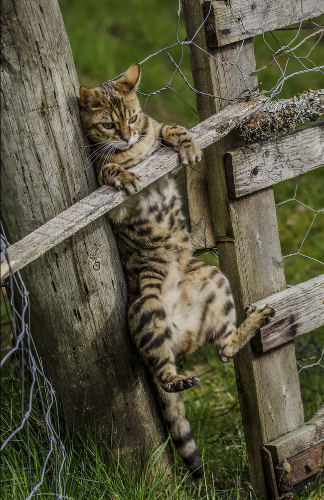 They told me, go in for sports! - cat, Mood