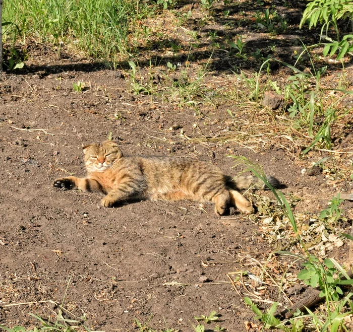 Солнечные ванны - Кот, Домашние животные