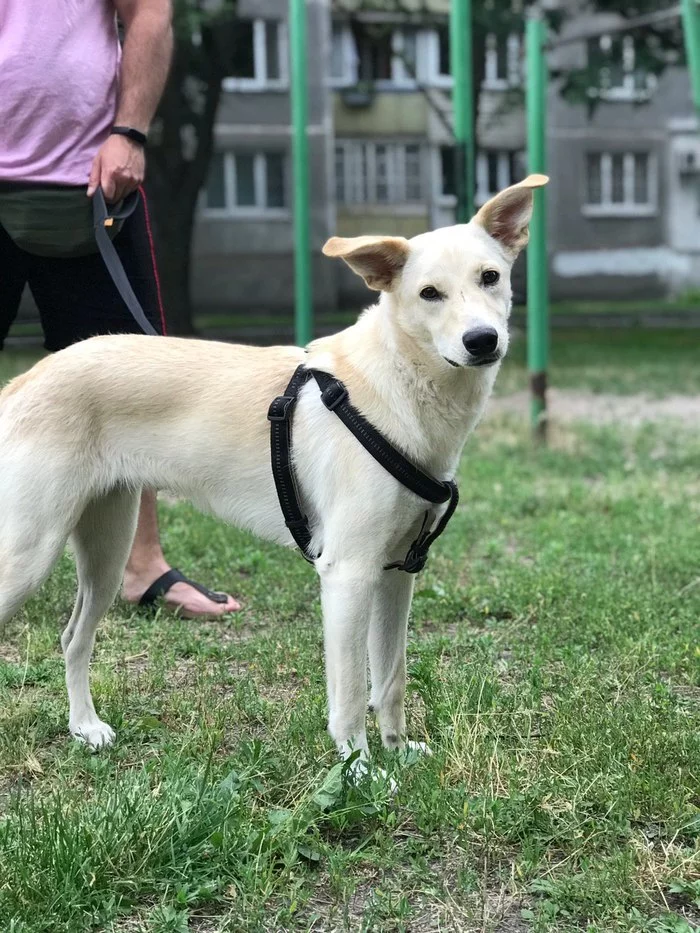 We'll put it in good hands - My, Dog, Kiev, Animals, In good hands, Longpost, No rating