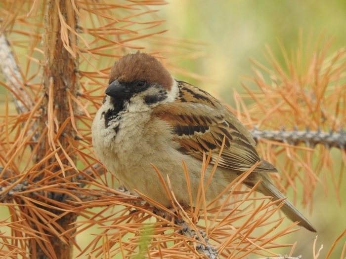 Просто воробышек